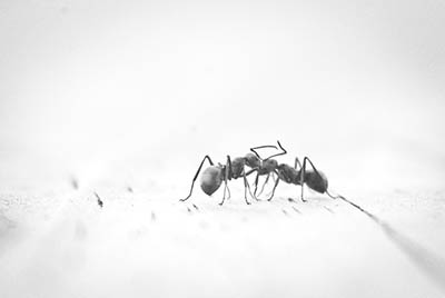 托福聽力｜螞蟻(ant)帶來的智能啟示錄